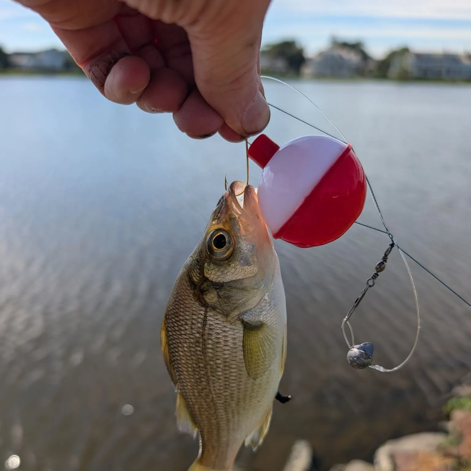White perch caught on Fishbrain