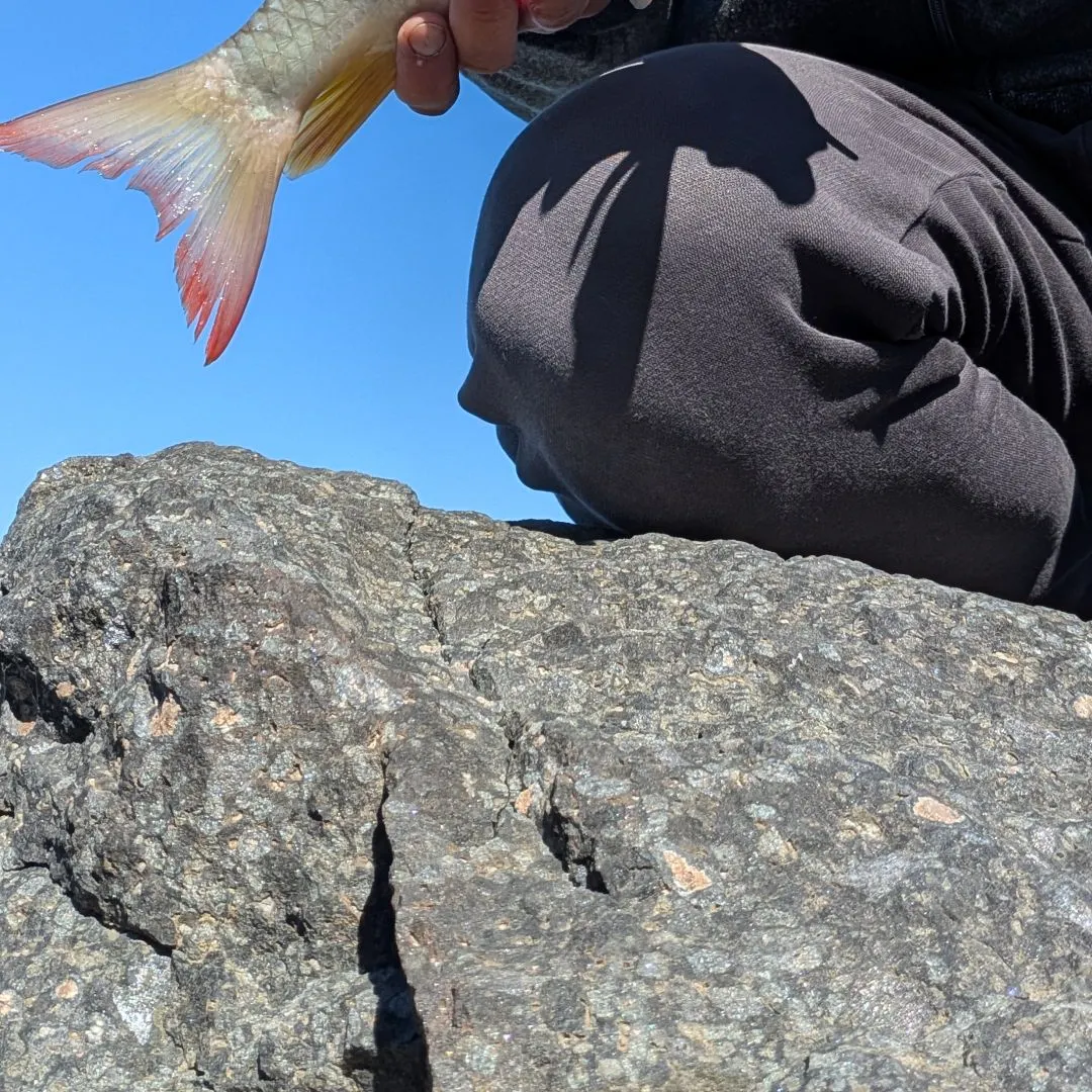 Shorthead redhorse caught on Fishbrain