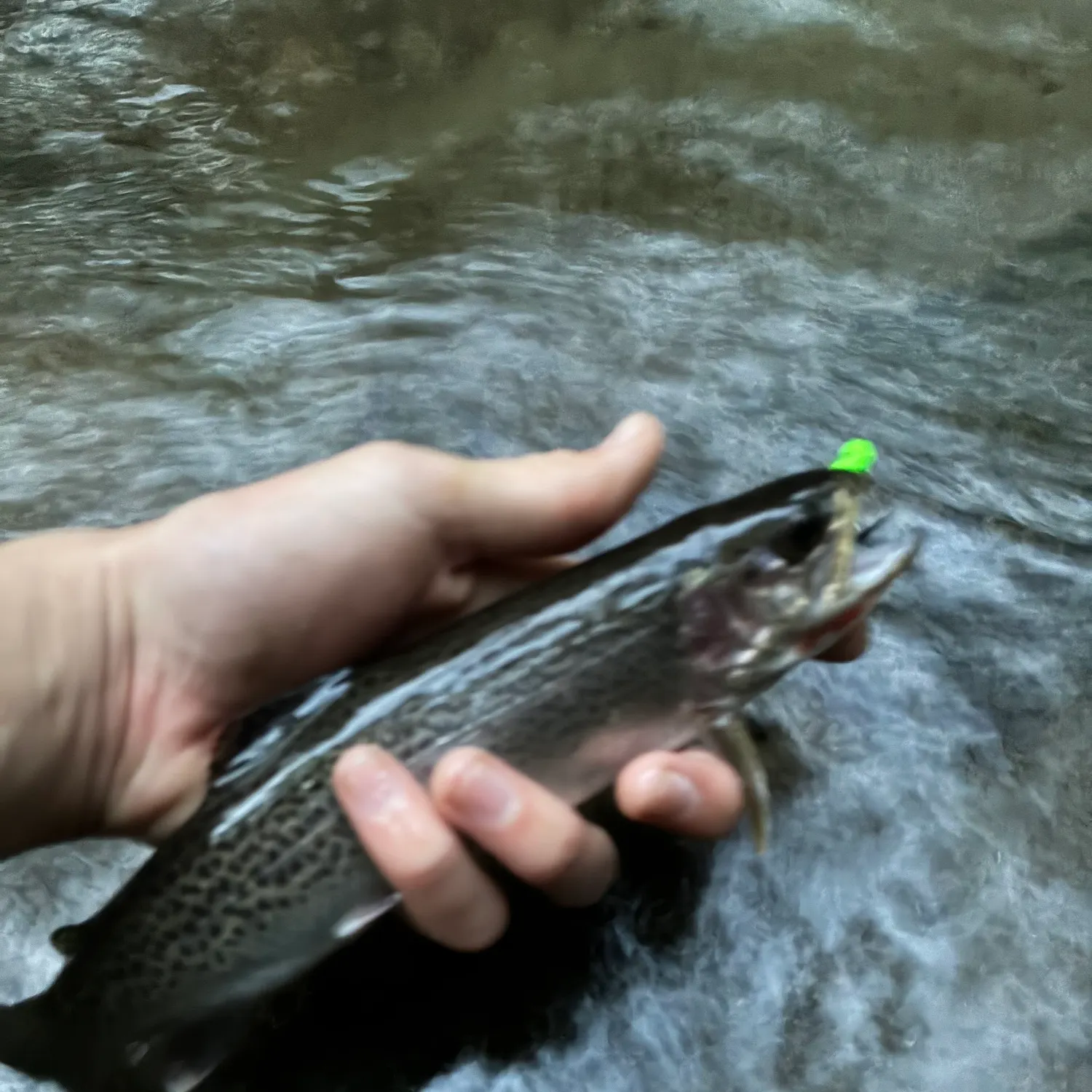 Coastal cutthroat trout caught on Fishbrain