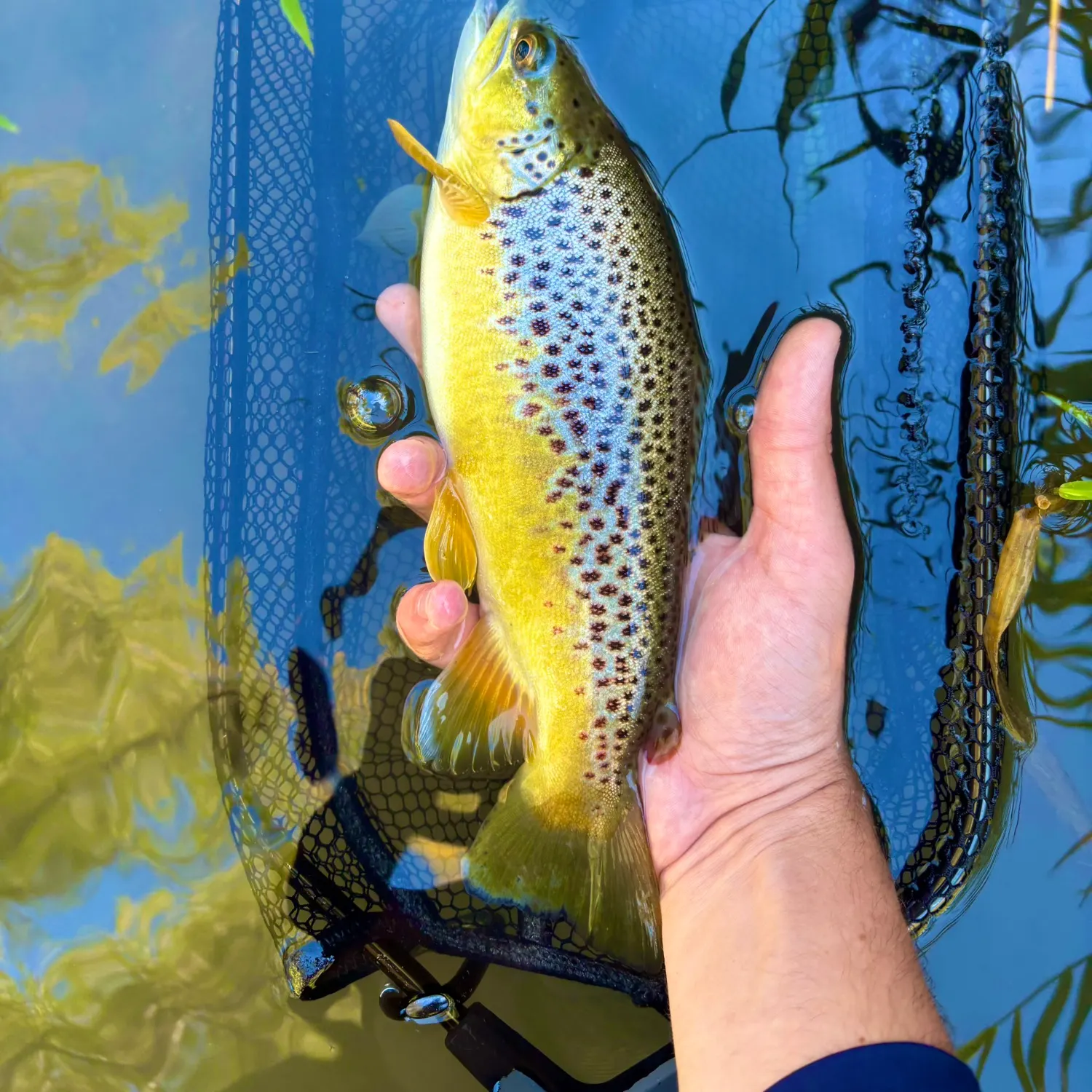 Brown trout caught on Fishbrain
