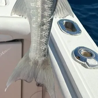 The most recent Great barracuda catches on Fishbrain