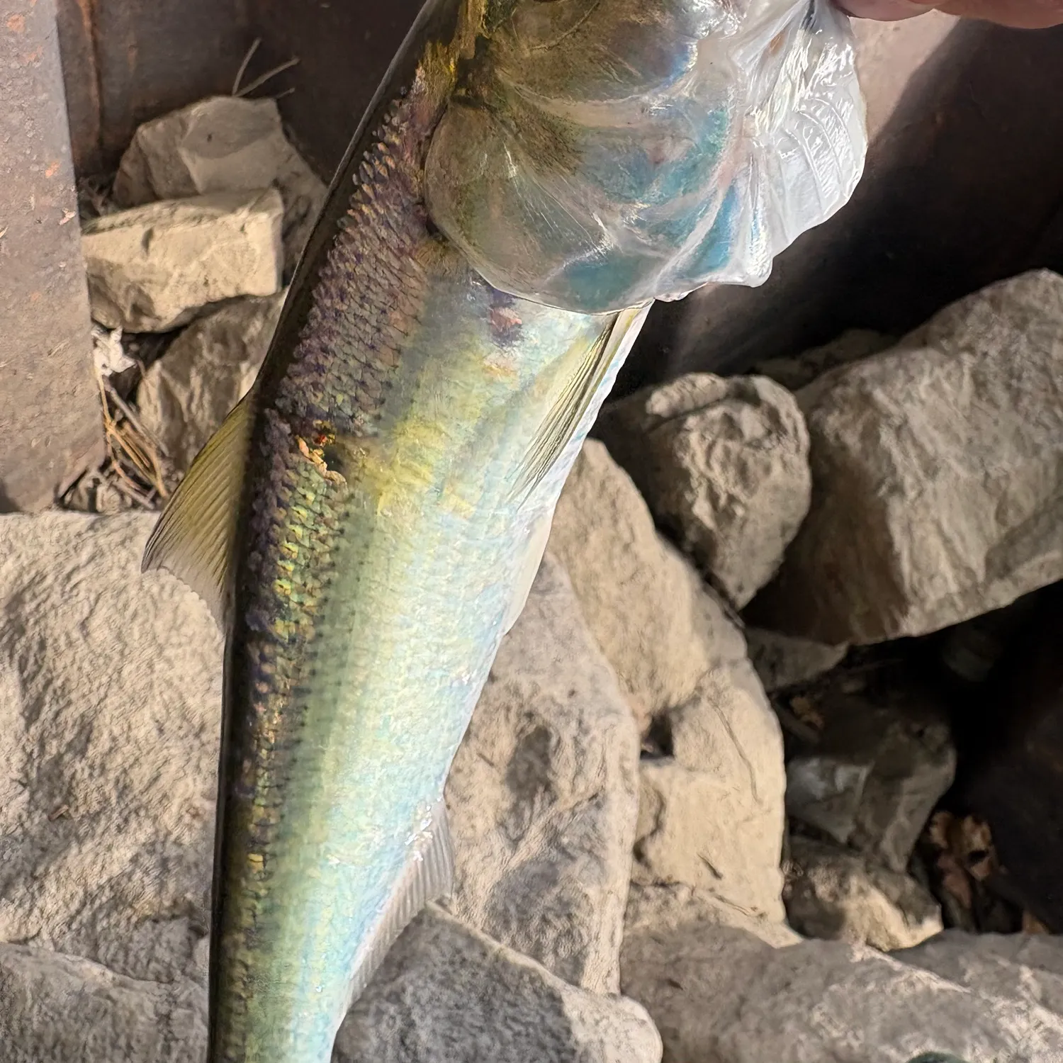 The most recent Skipjack herring catches on Fishbrain