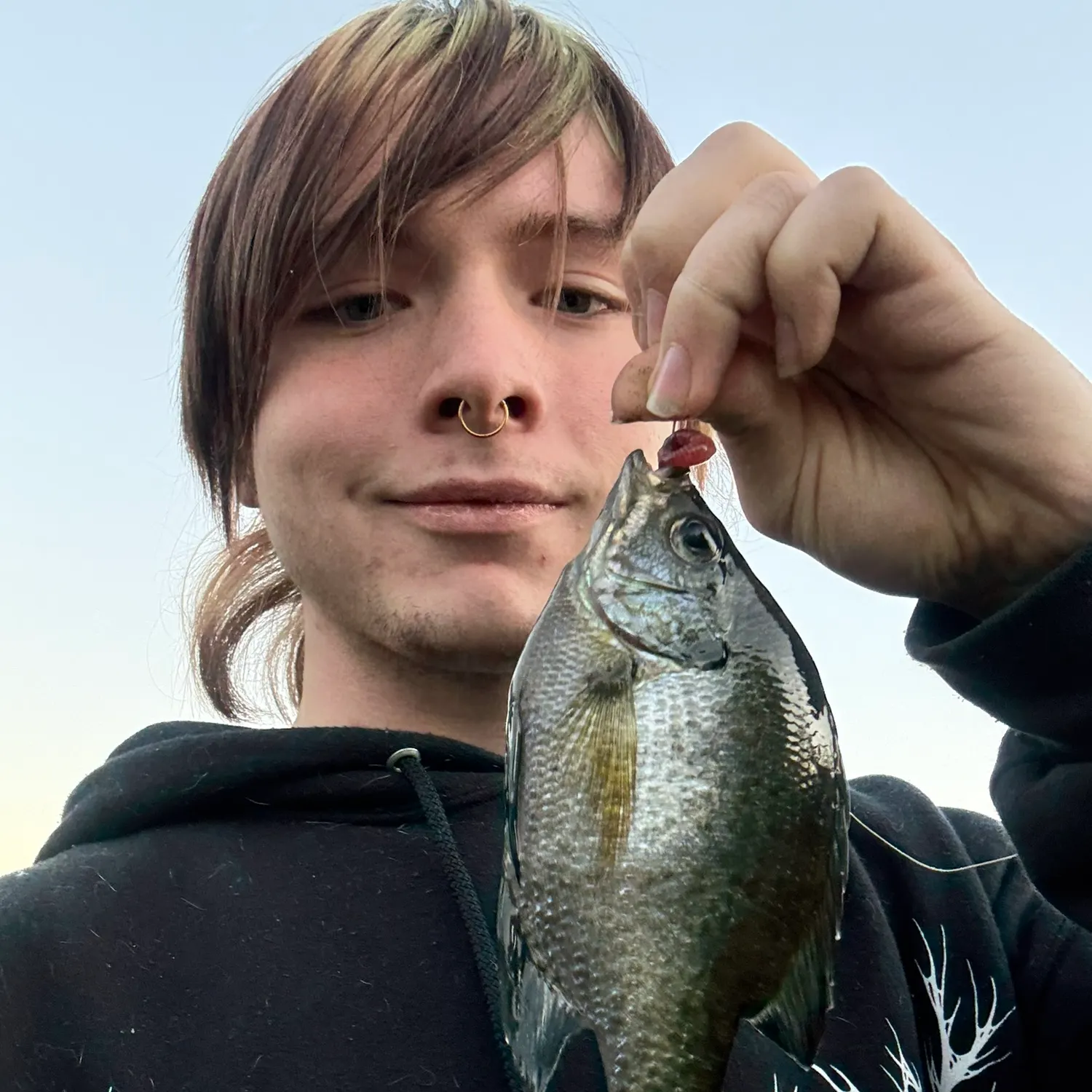 The most recent Bluegill catches on Fishbrain