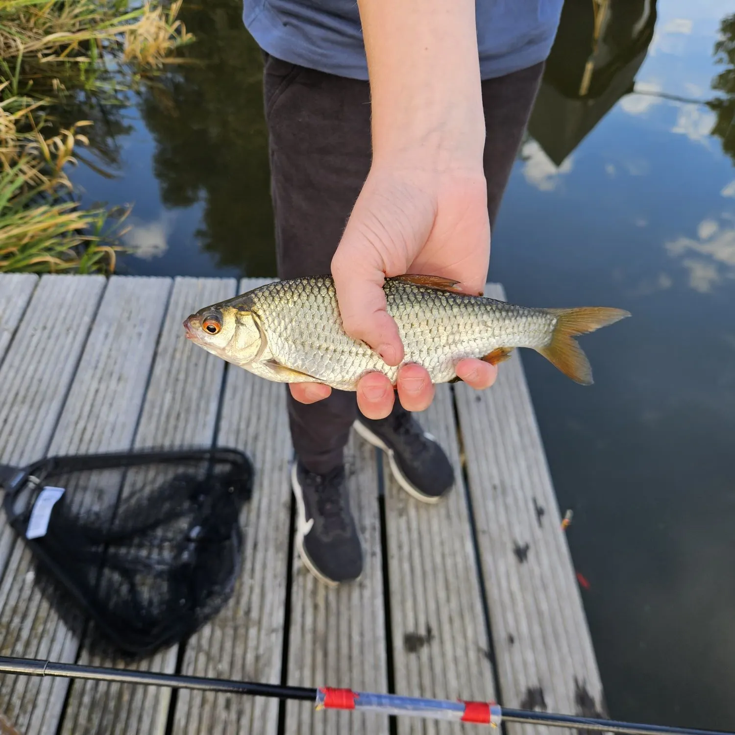 Common roach caught on Fishbrain