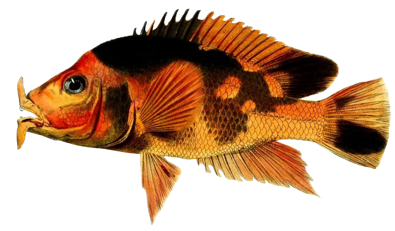 Red devil cichlid
