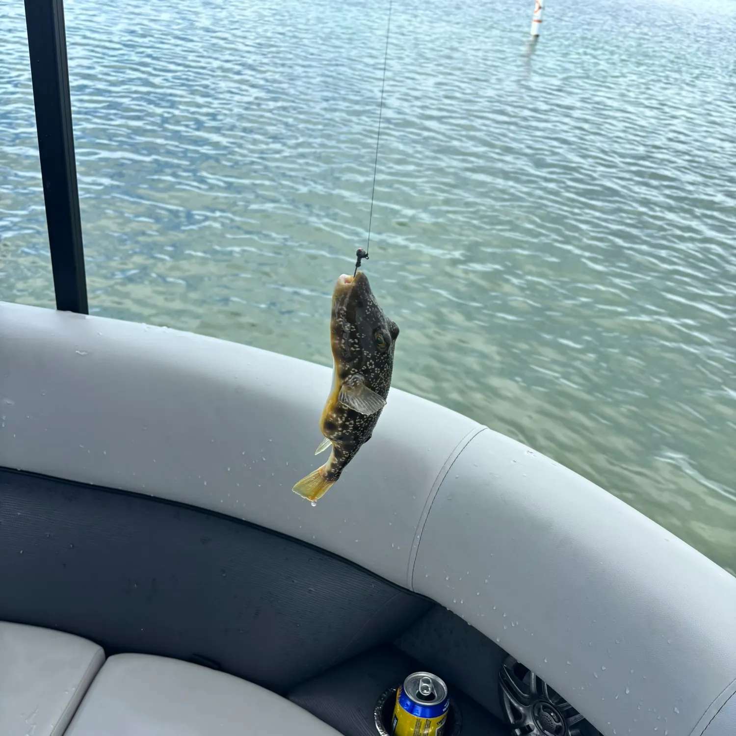 Southern puffer caught on Fishbrain