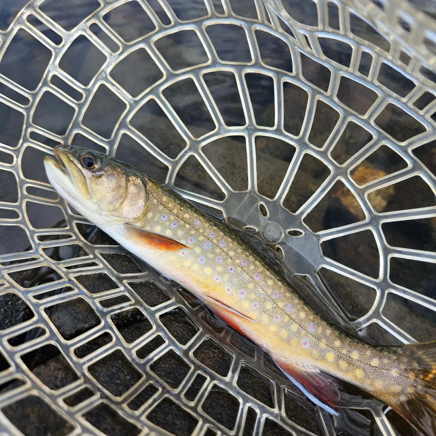 Brook trout caught on Fishbrain
