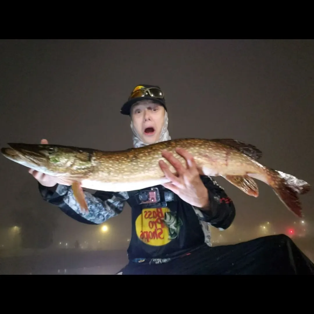 Northern pike caught on Fishbrain
