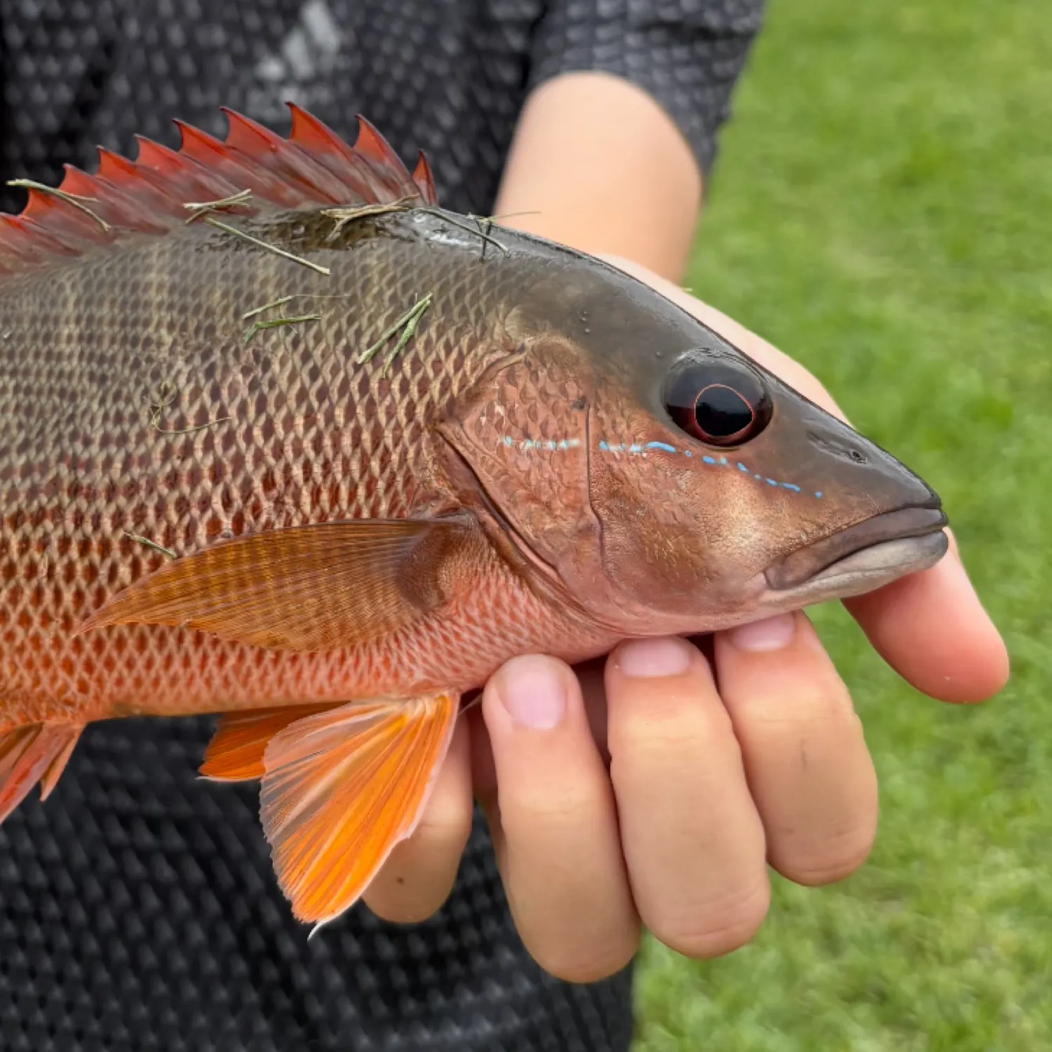 most liked catch image