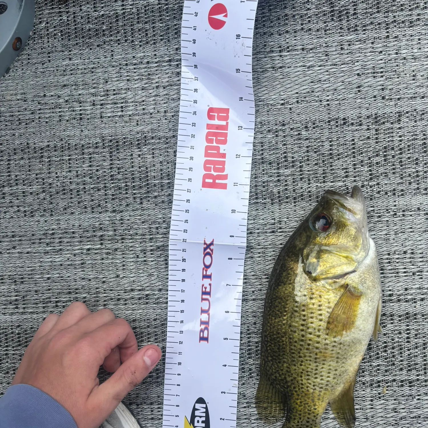 Rock bass caught on Fishbrain