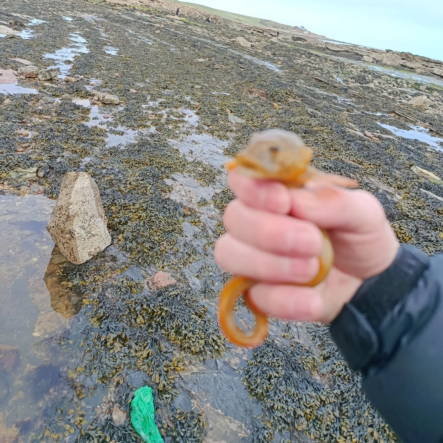 The most recent European eel catches on Fishbrain