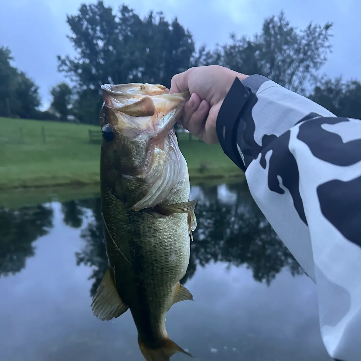Largemouth bass caught on Fishbrain