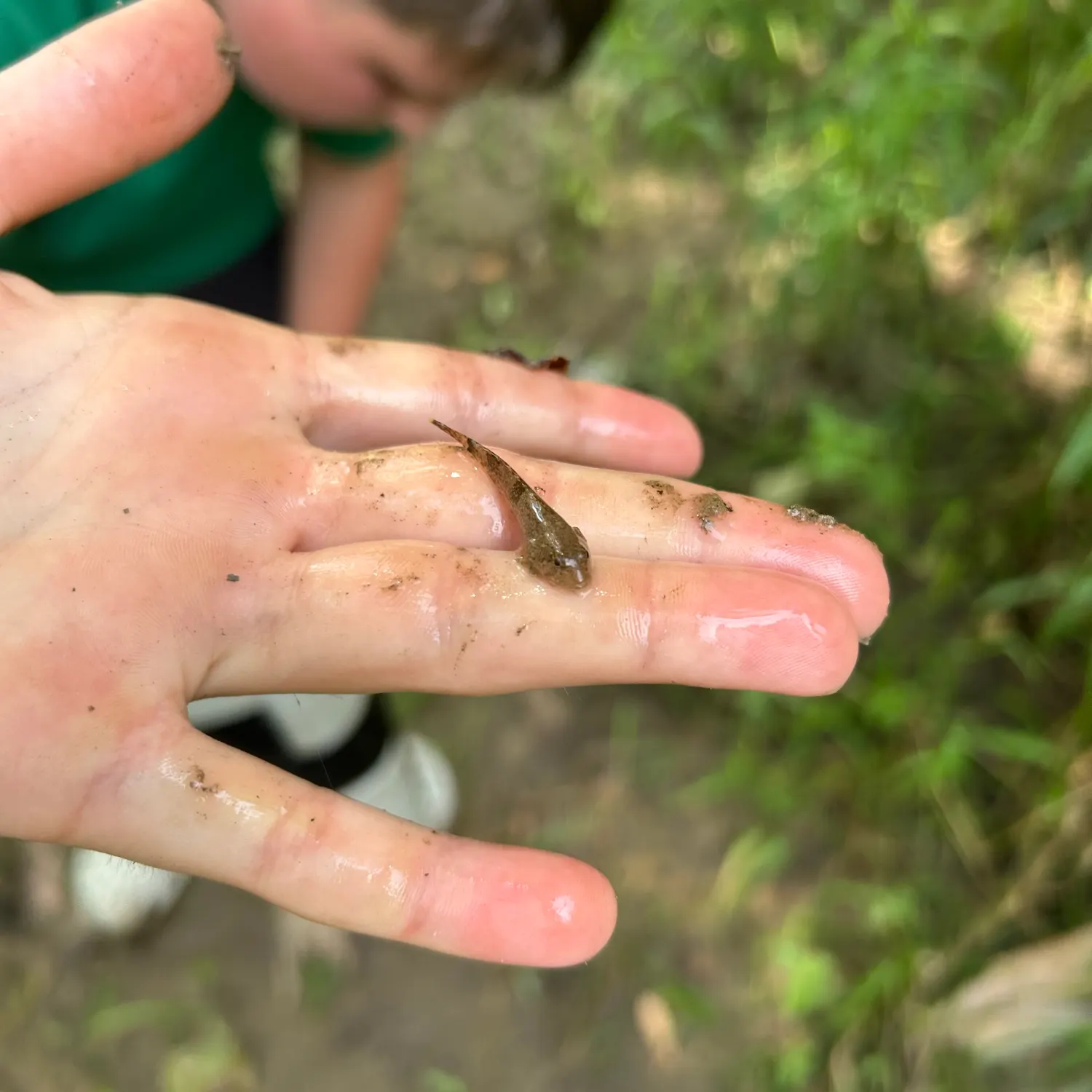 The most recent Common goby catches on Fishbrain