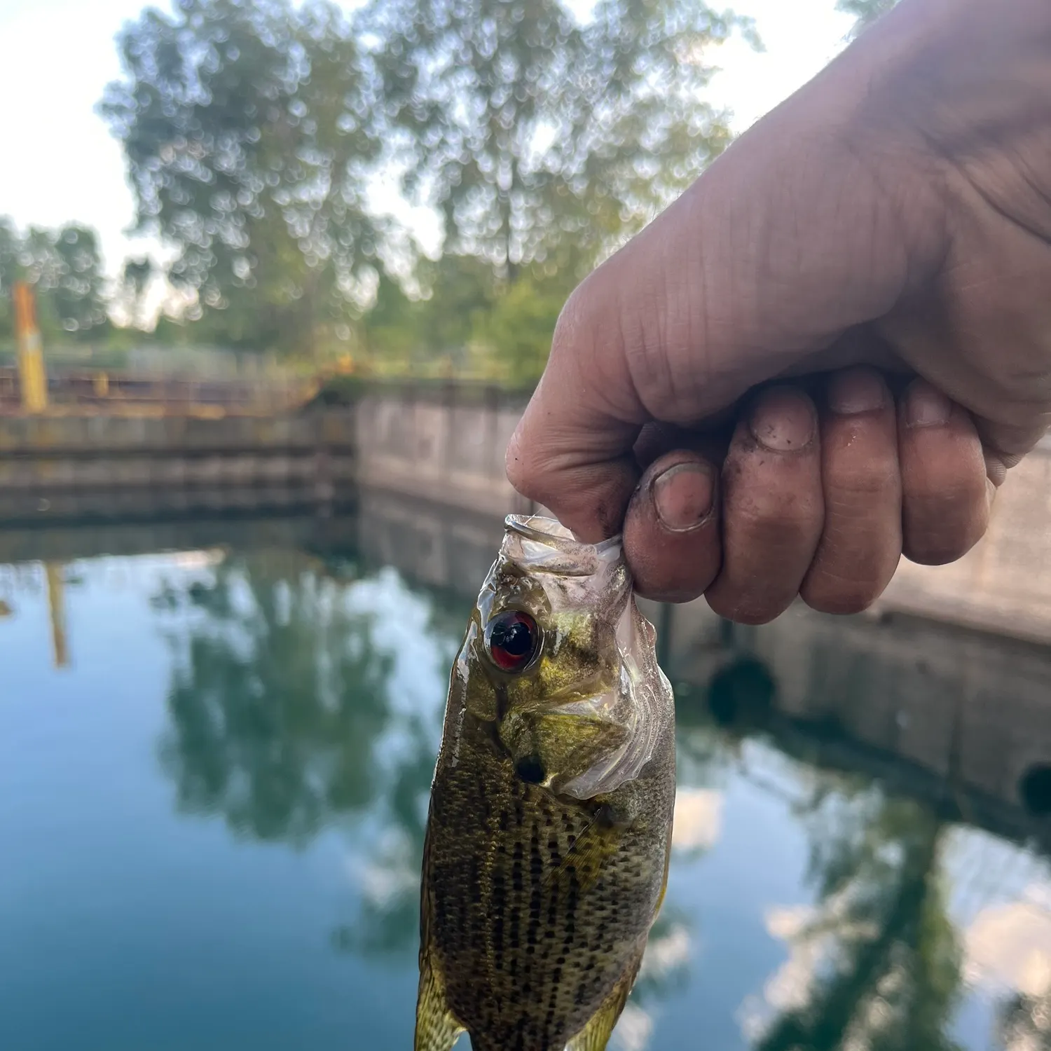 Rock bass caught on Fishbrain