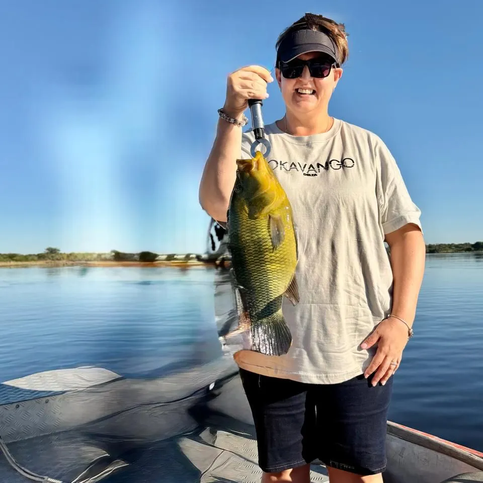 The most recent Three spotted tilapia catches on Fishbrain