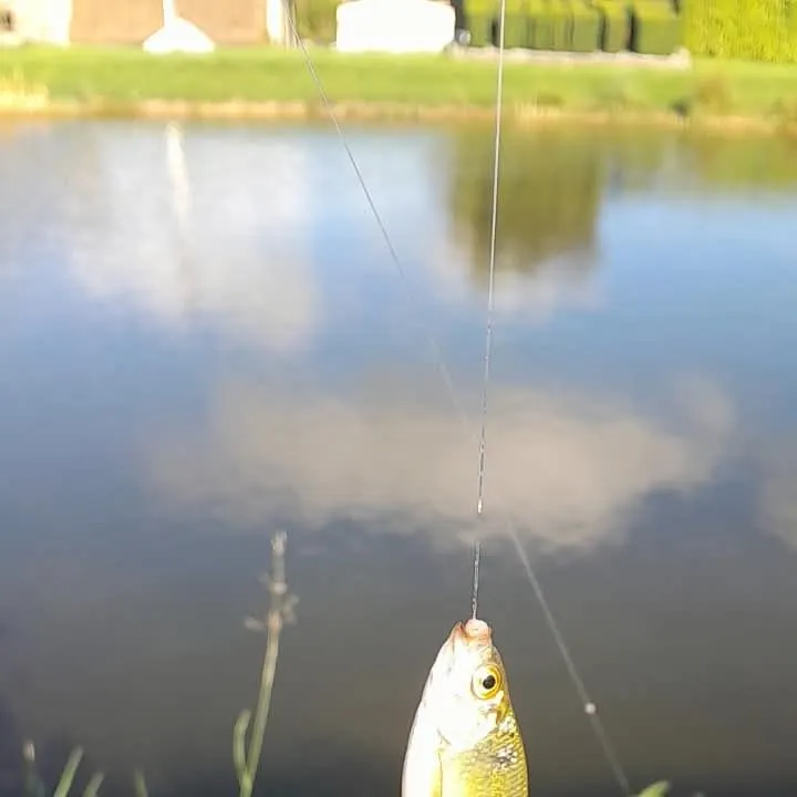 The most recent Common rudd catches on Fishbrain