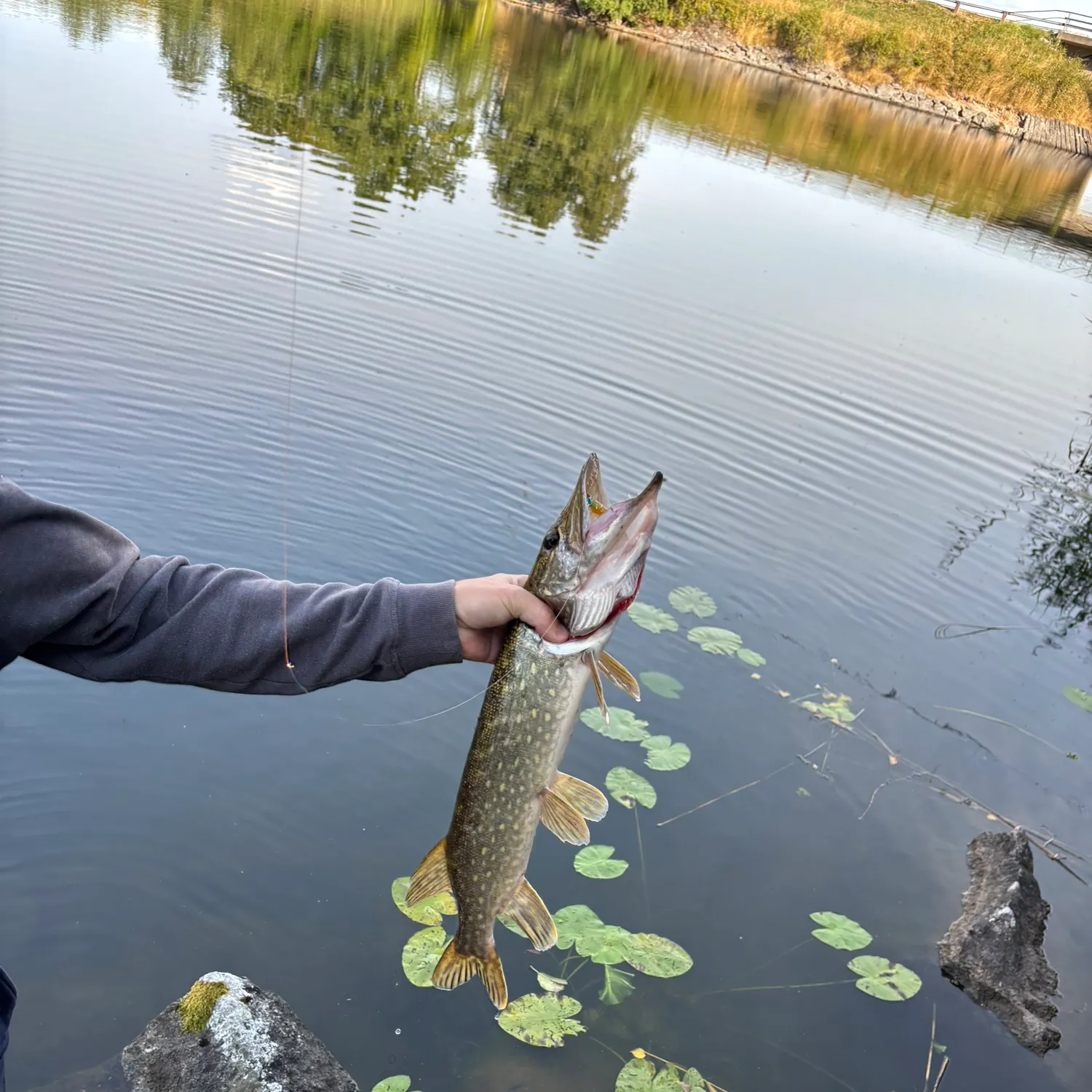 Northern pike caught on Fishbrain