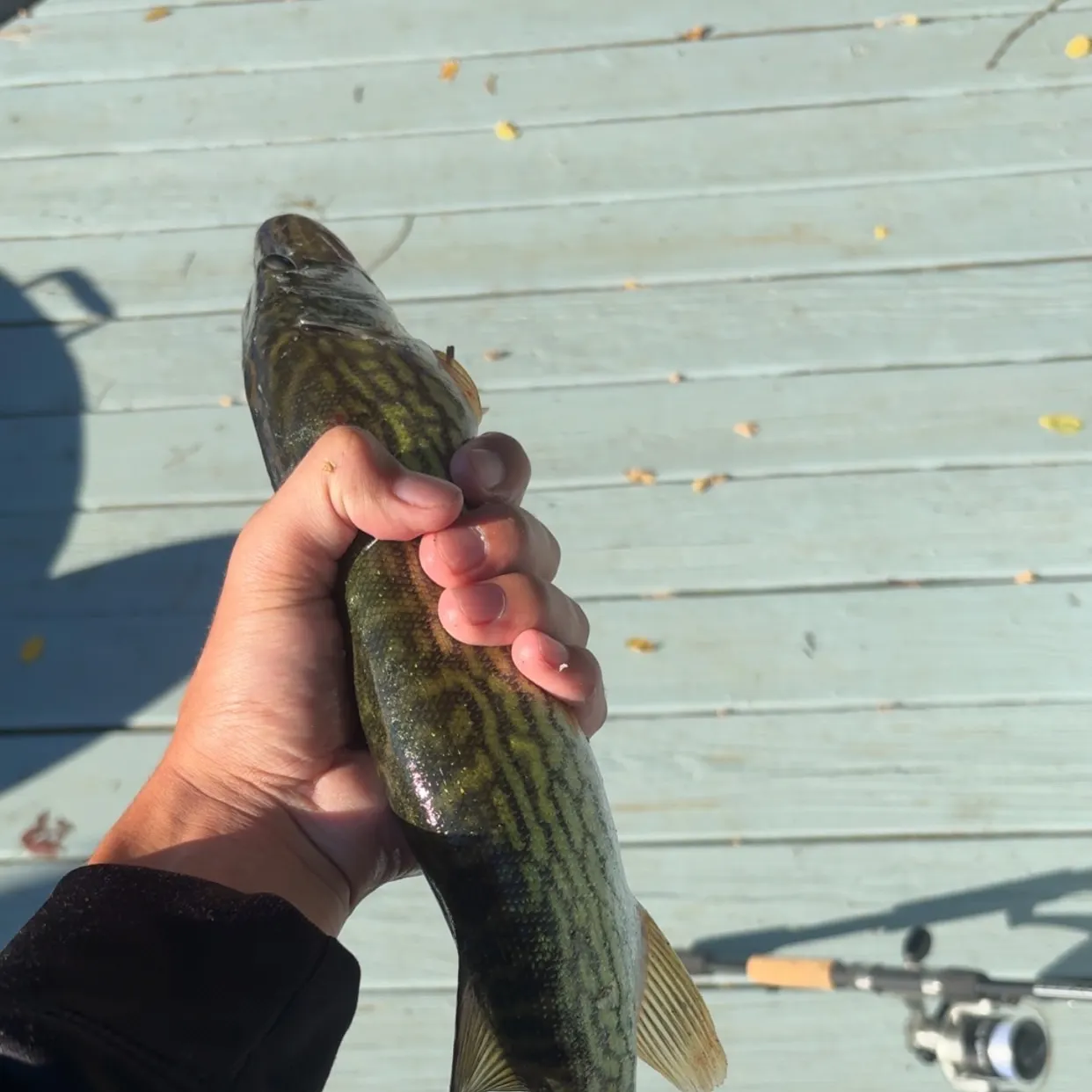 Chain pickerel caught on Fishbrain