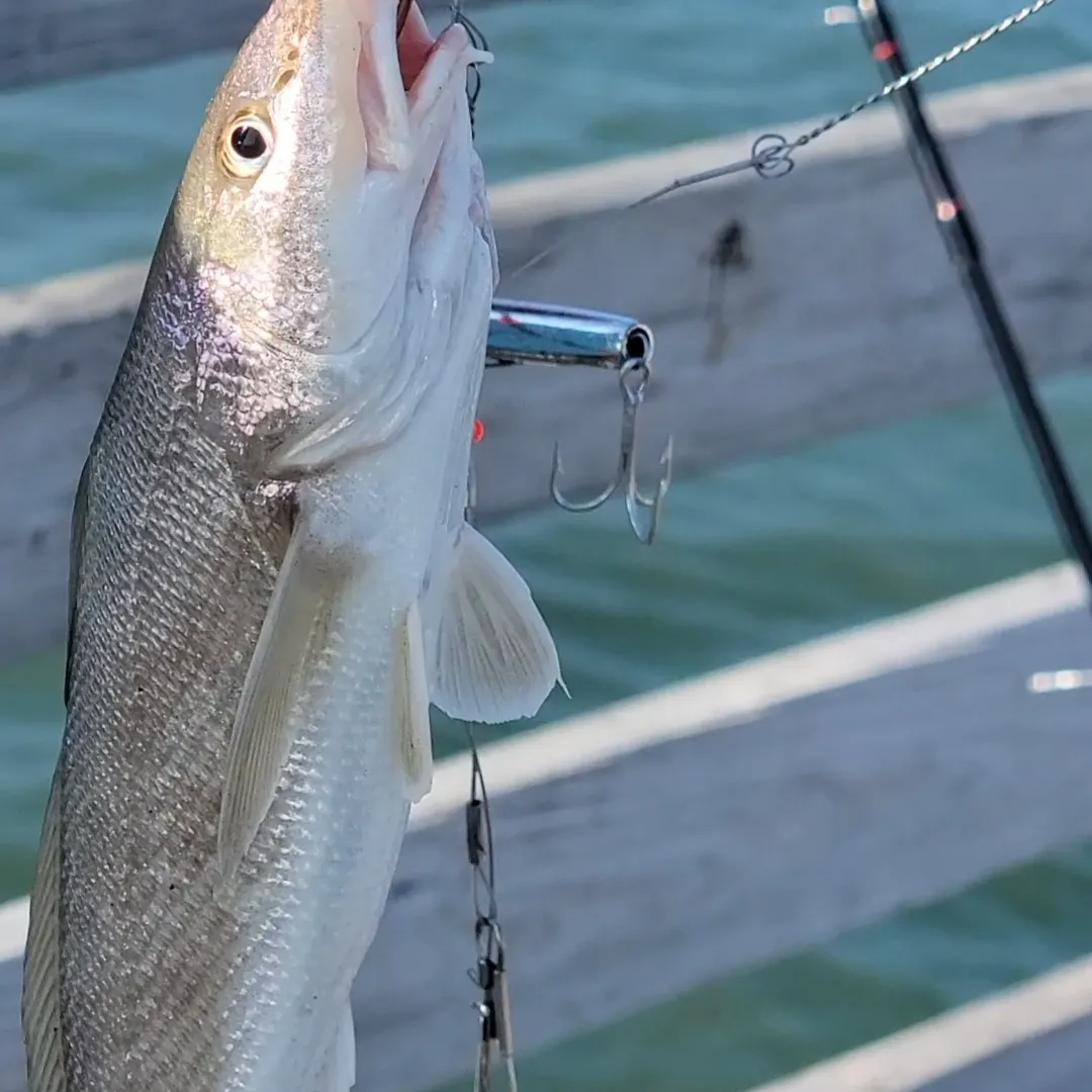 The most recent Atlantic croaker catches on Fishbrain