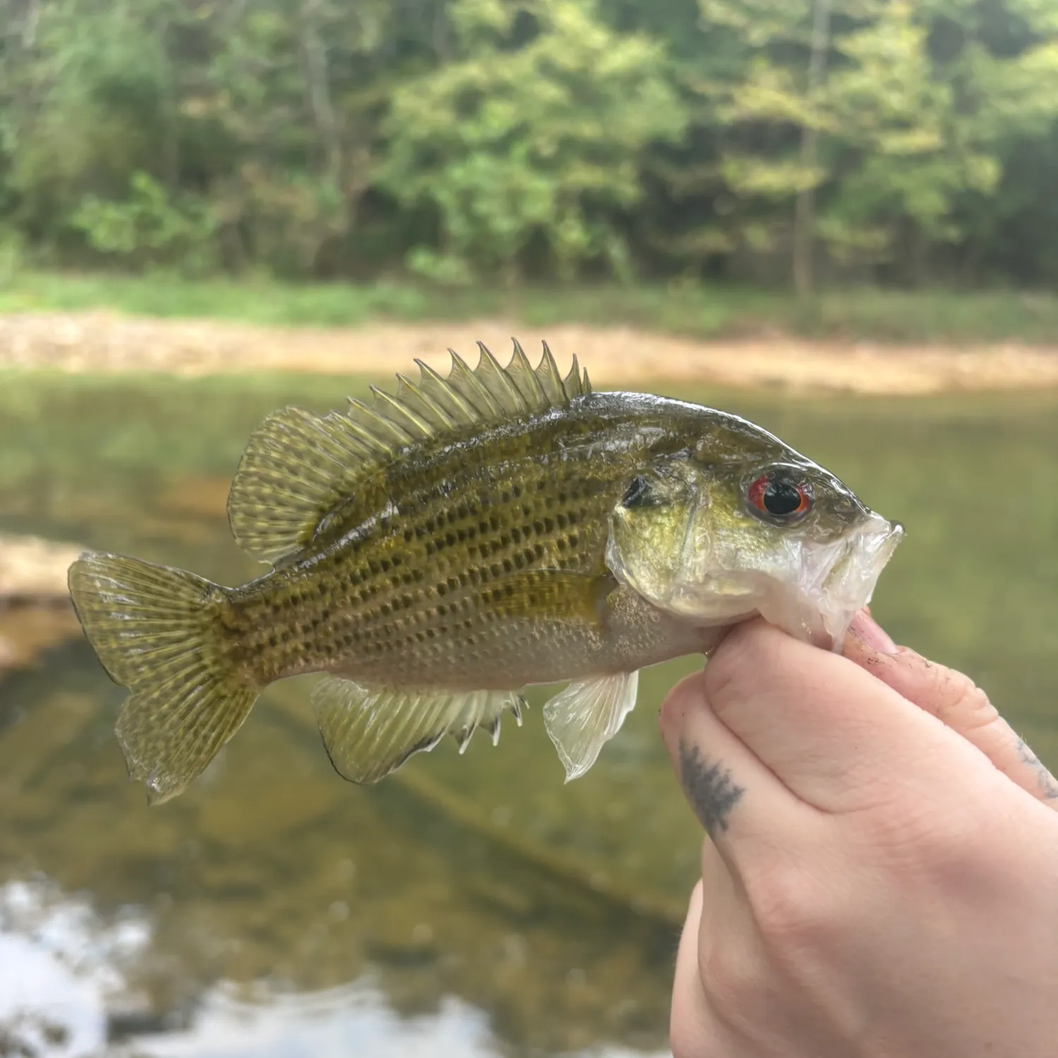 Rock bass caught on Fishbrain