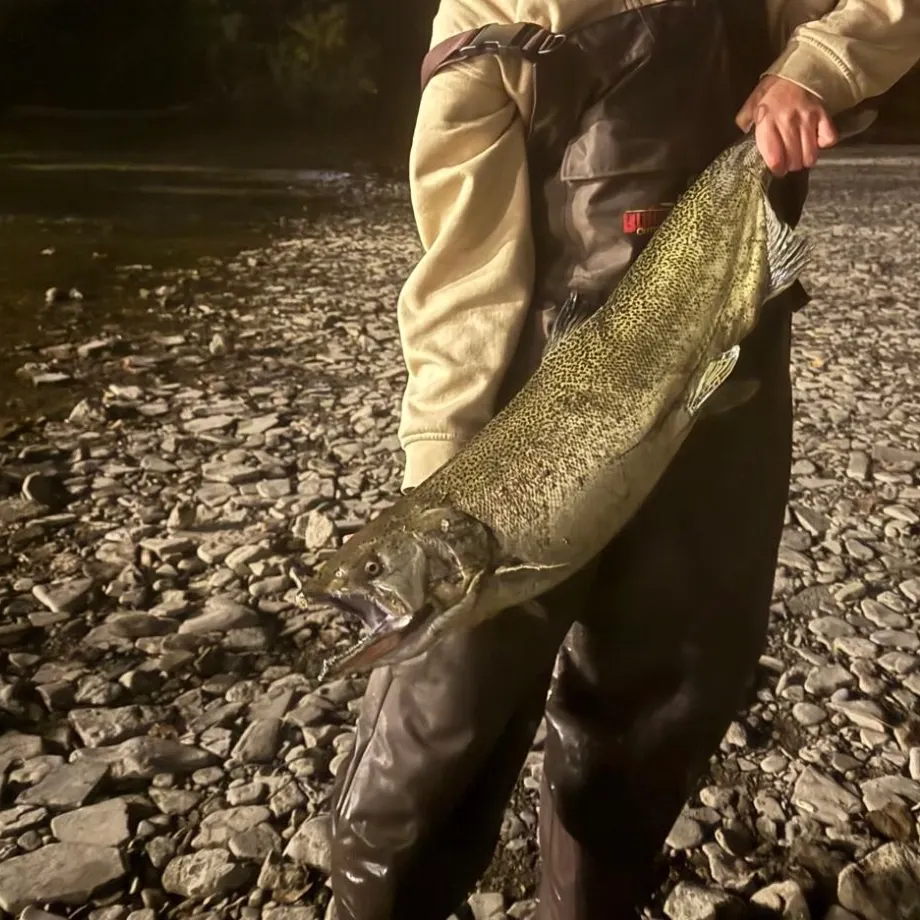 Chinook salmon caught on Fishbrain