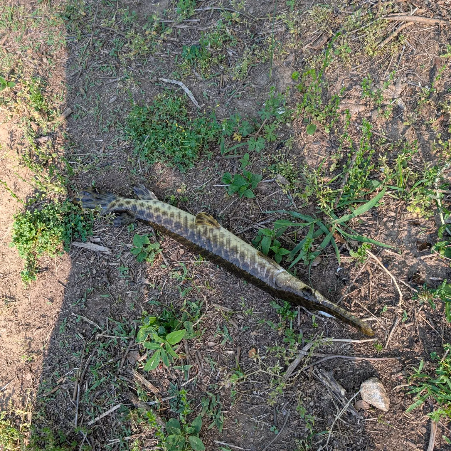 The most recent Spotted gar catches on Fishbrain