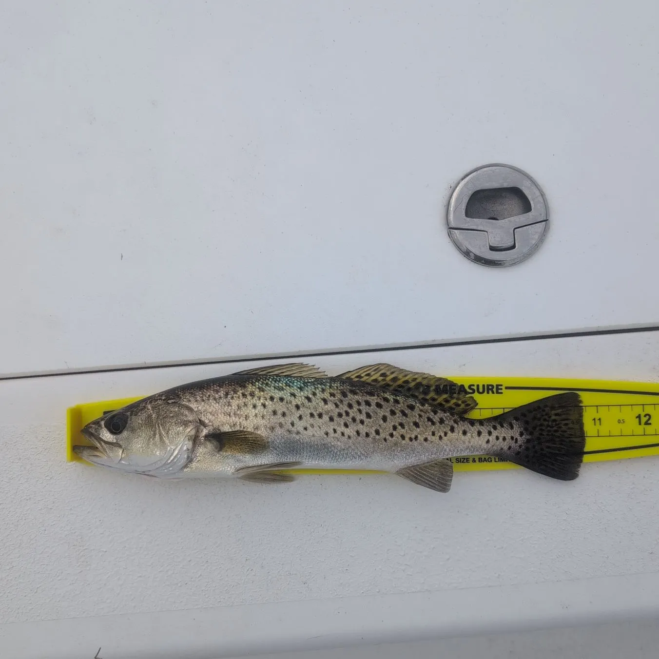 Spotted seatrout caught on Fishbrain