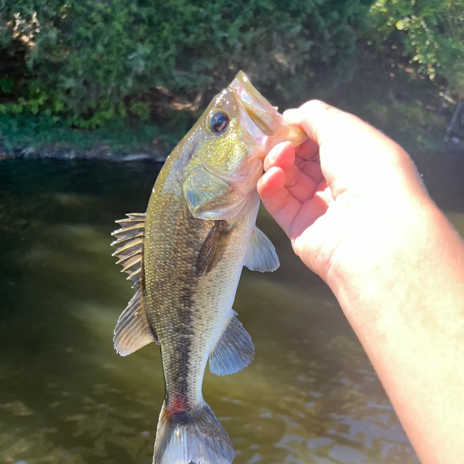 Largemouth bass caught on Fishbrain