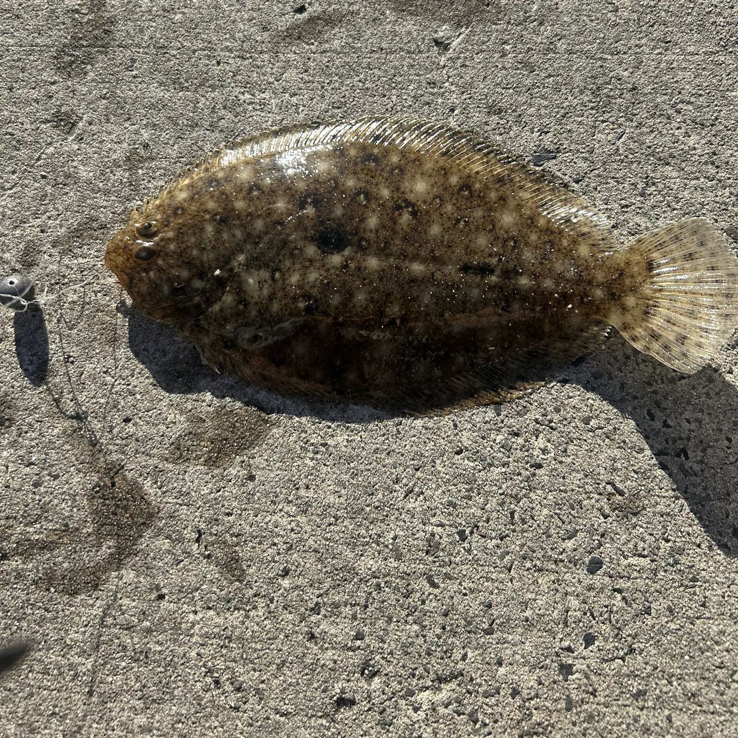 The most recent Smalltooth flounder catches on Fishbrain
