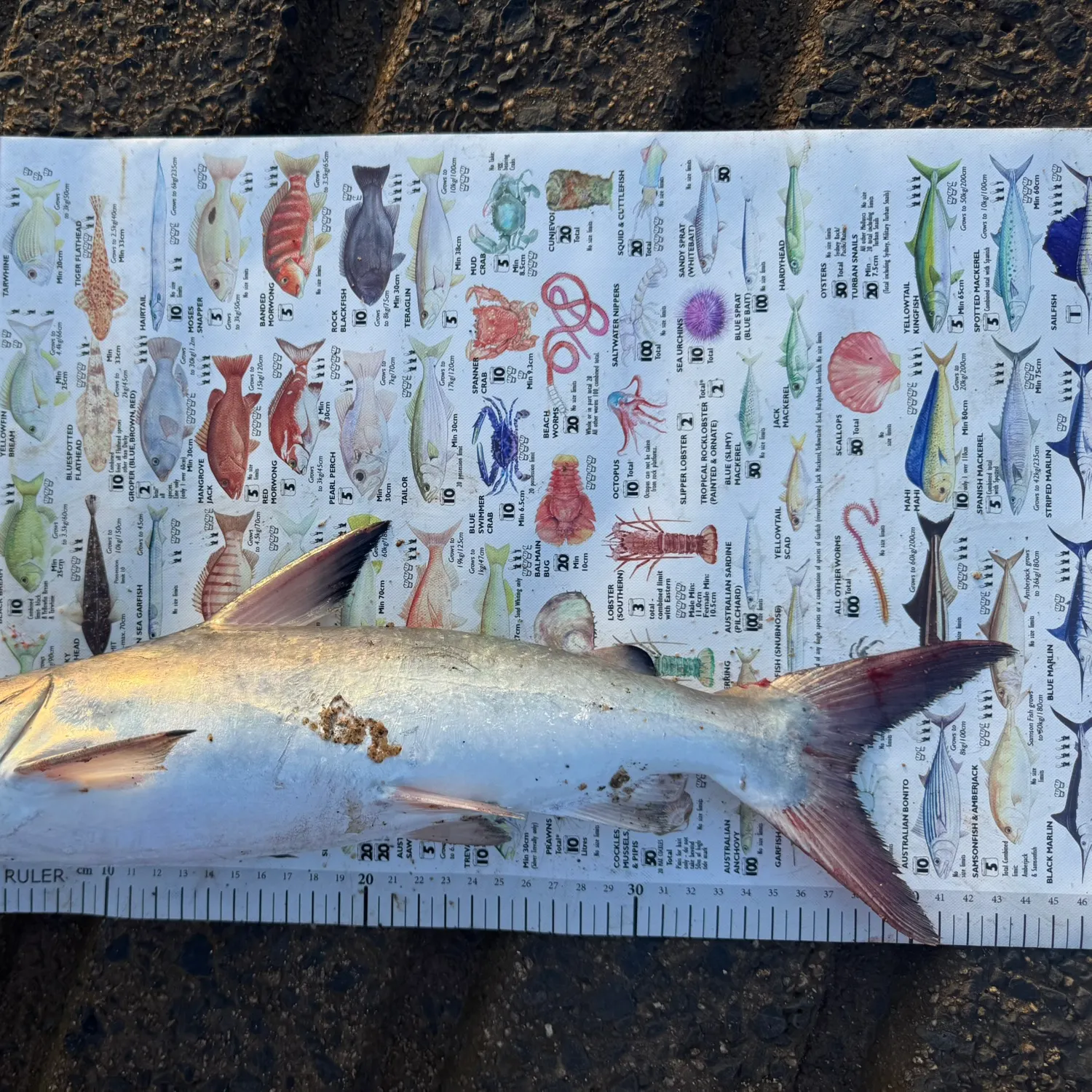 The most recent Hardhead sea catfish catches on Fishbrain