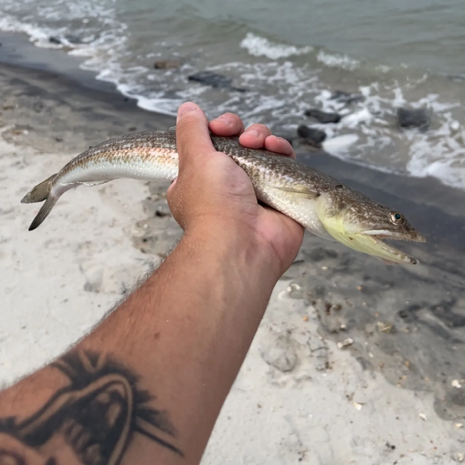 The most recent Inshore lizardfish catches on Fishbrain