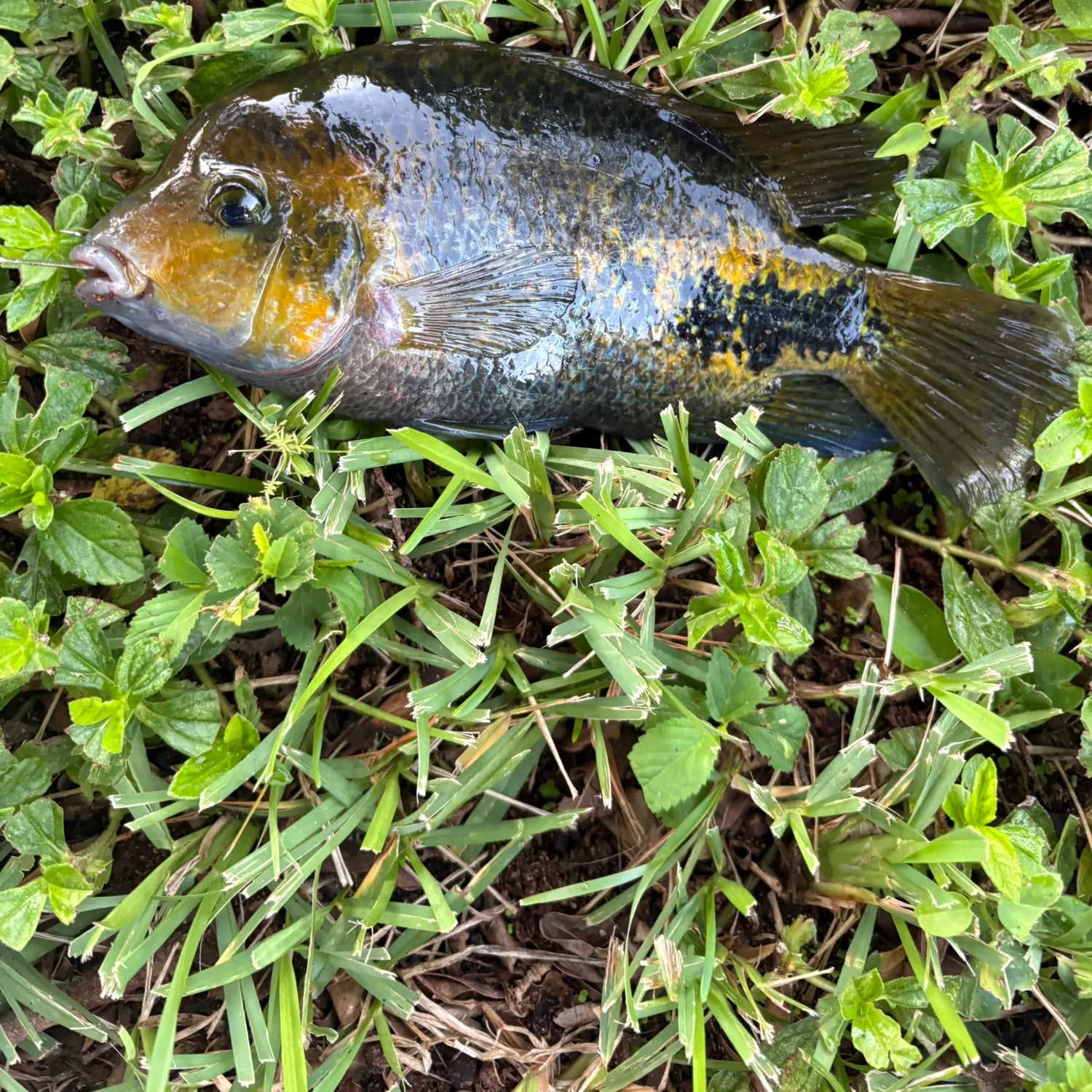 The most recent Redhead cichlid catches on Fishbrain
