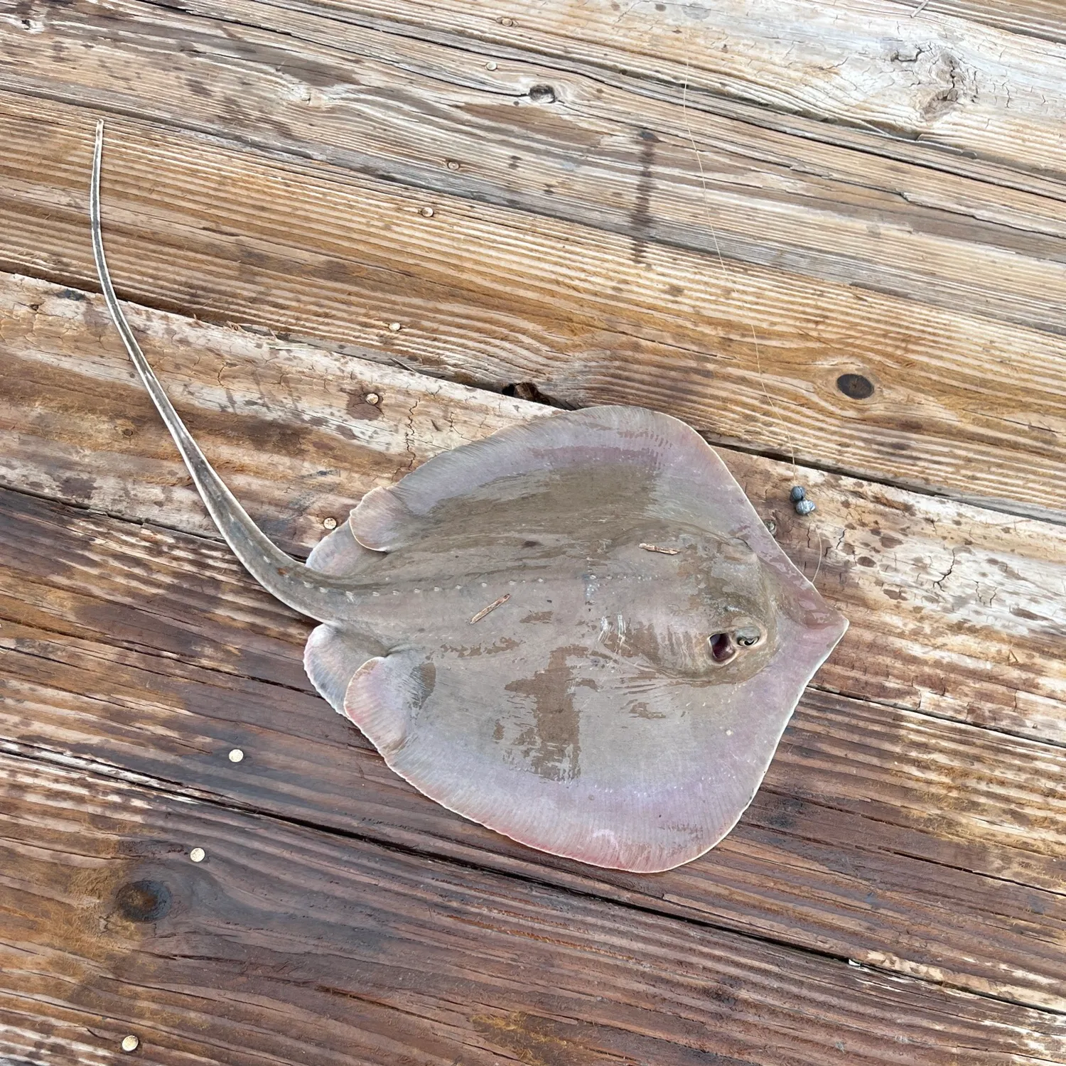 Atlantic stingray caught on Fishbrain