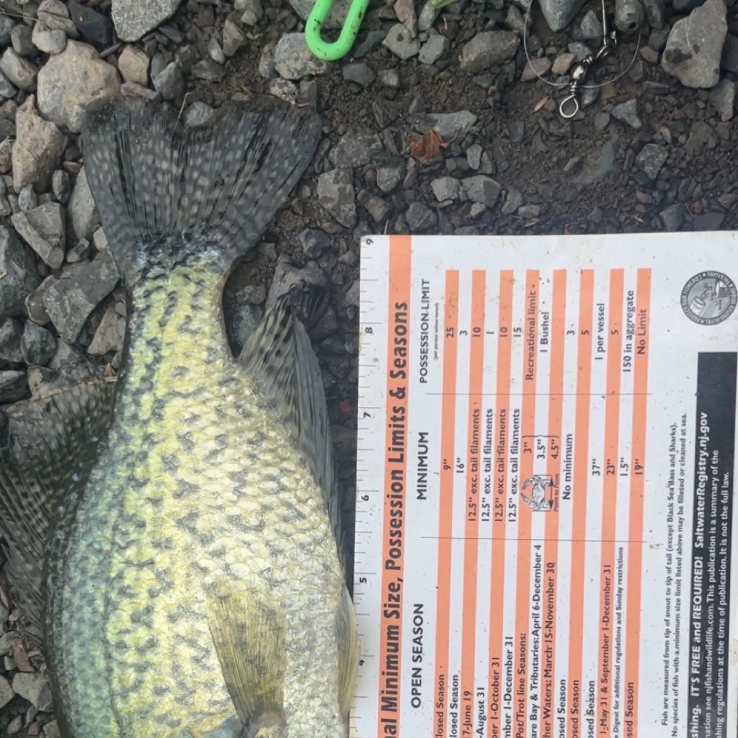 recently logged catches