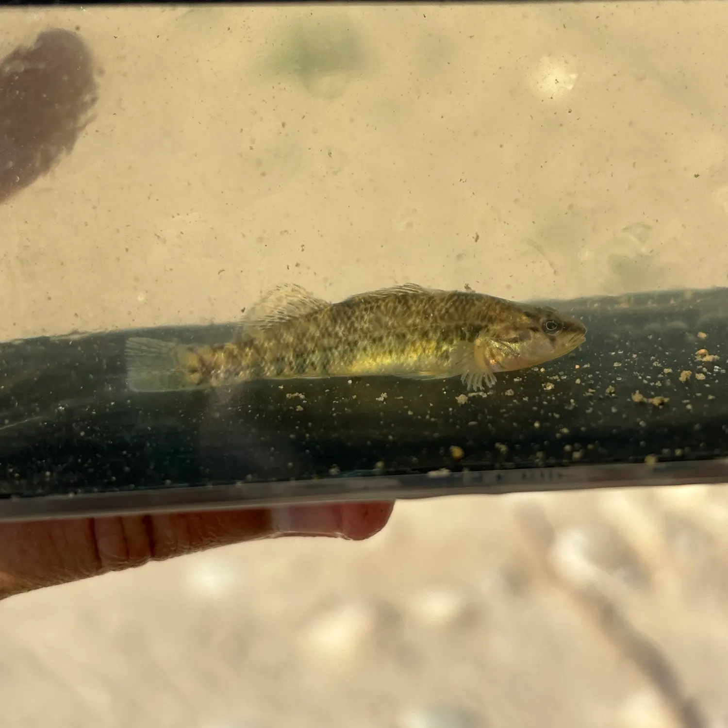 The most recent Rainbow darter catches on Fishbrain