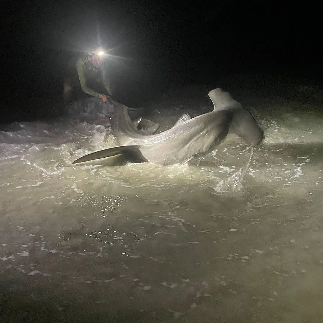 Great hammerhead shark caught on Fishbrain