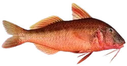 Red mullet