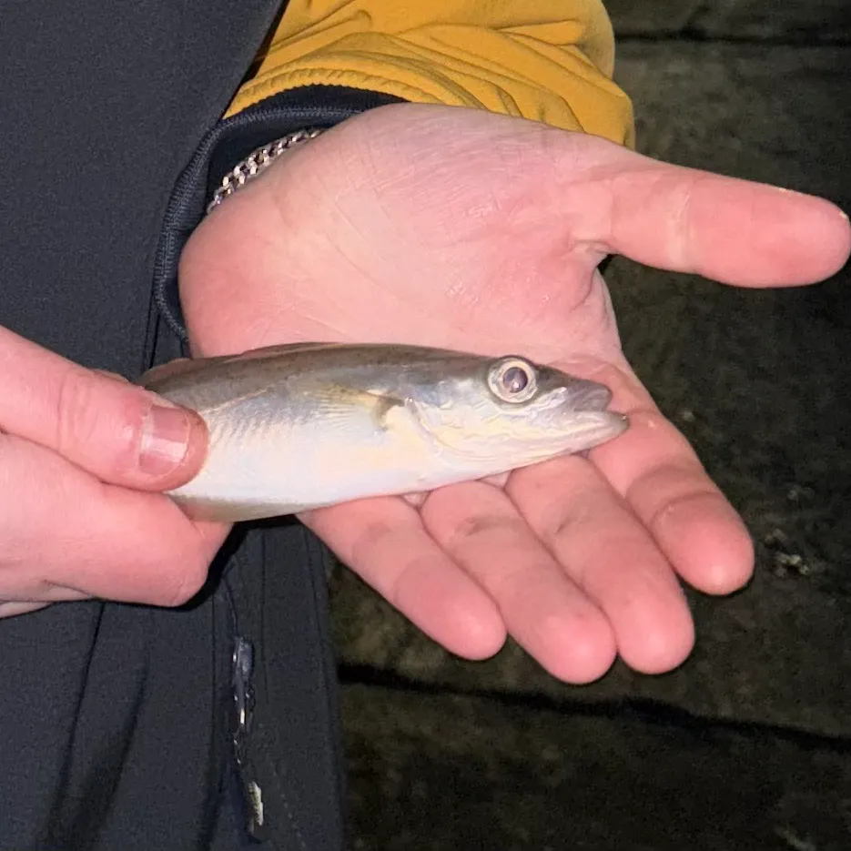 The most recent Whiting catches on Fishbrain