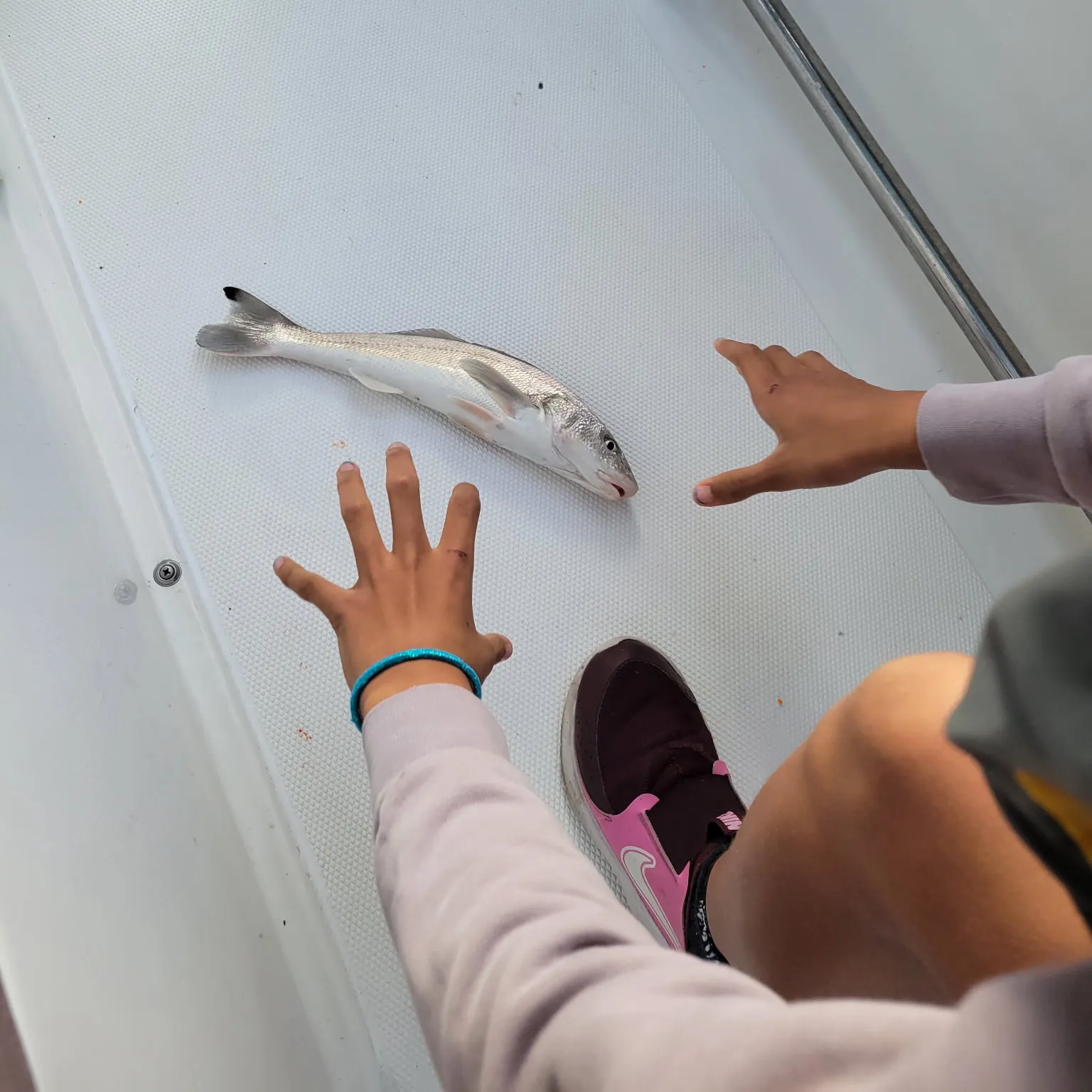 The most recent Ocean whitefish catches on Fishbrain