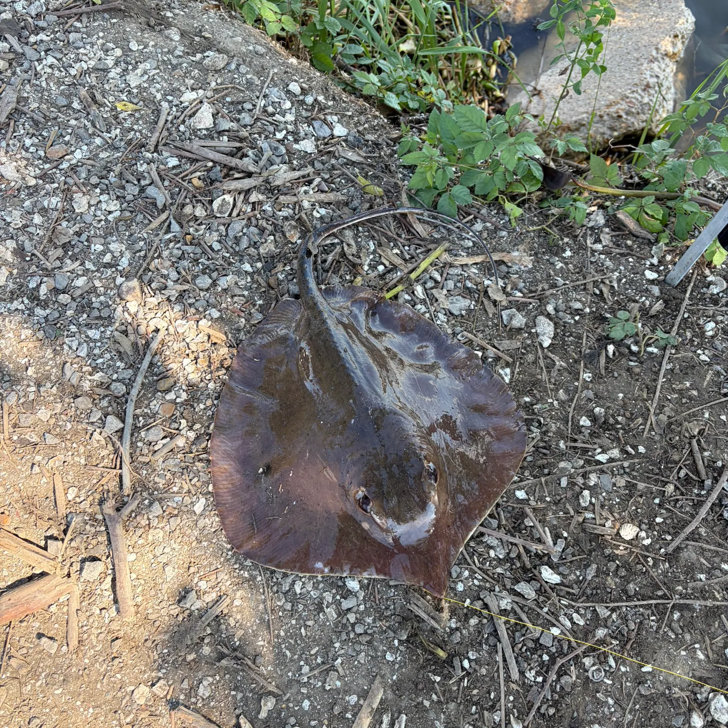 Atlantic stingray caught on Fishbrain