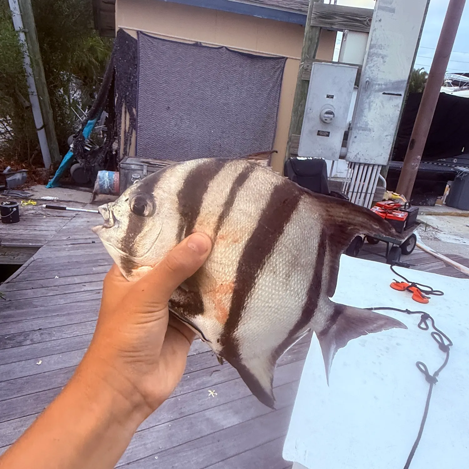 The most recent Pacific spadefish catches on Fishbrain