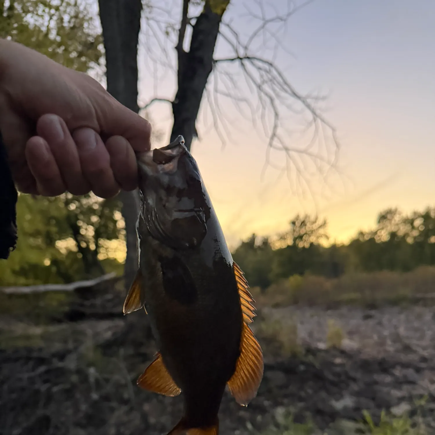 Smallmouth bass caught on Fishbrain
