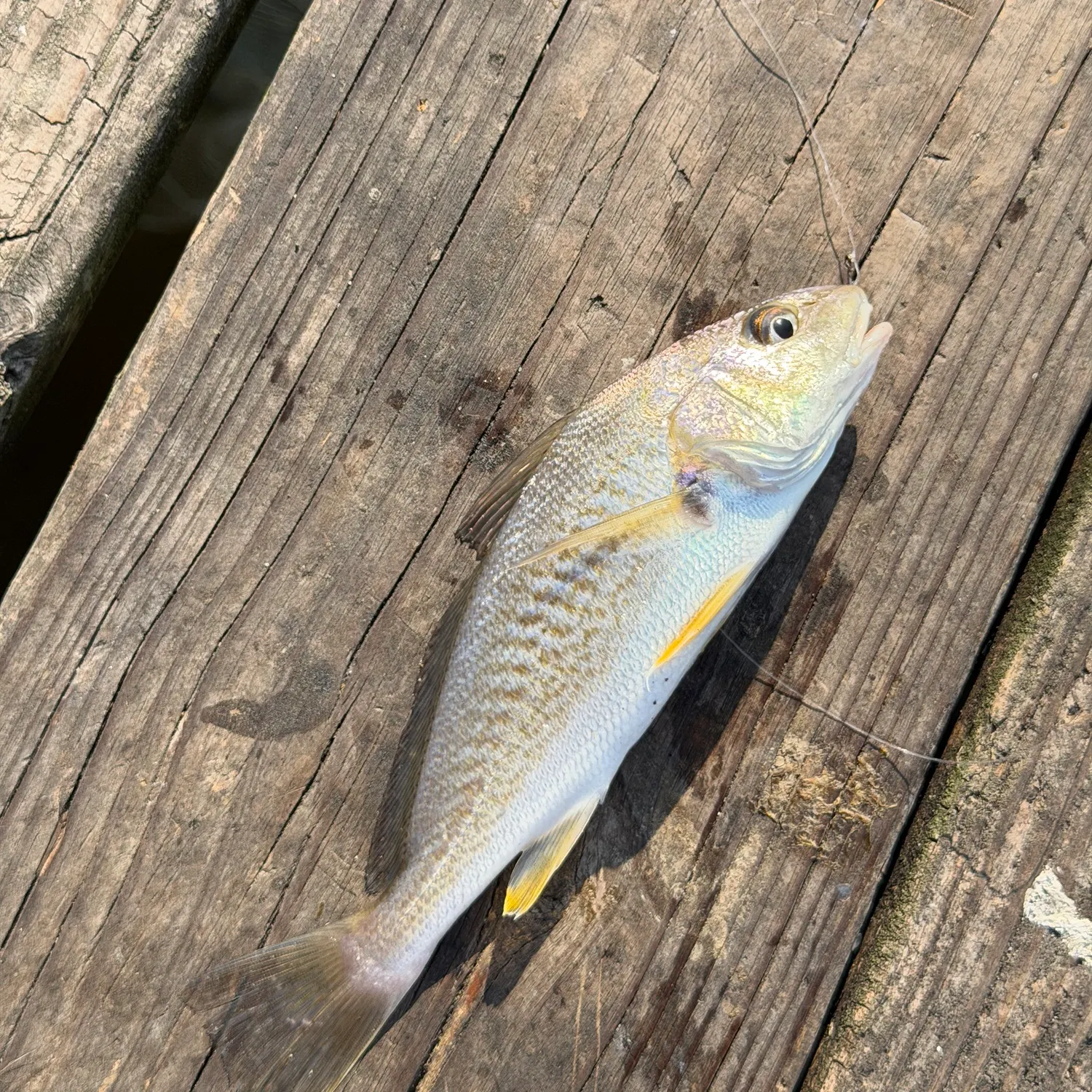 Atlantic croaker caught on Fishbrain