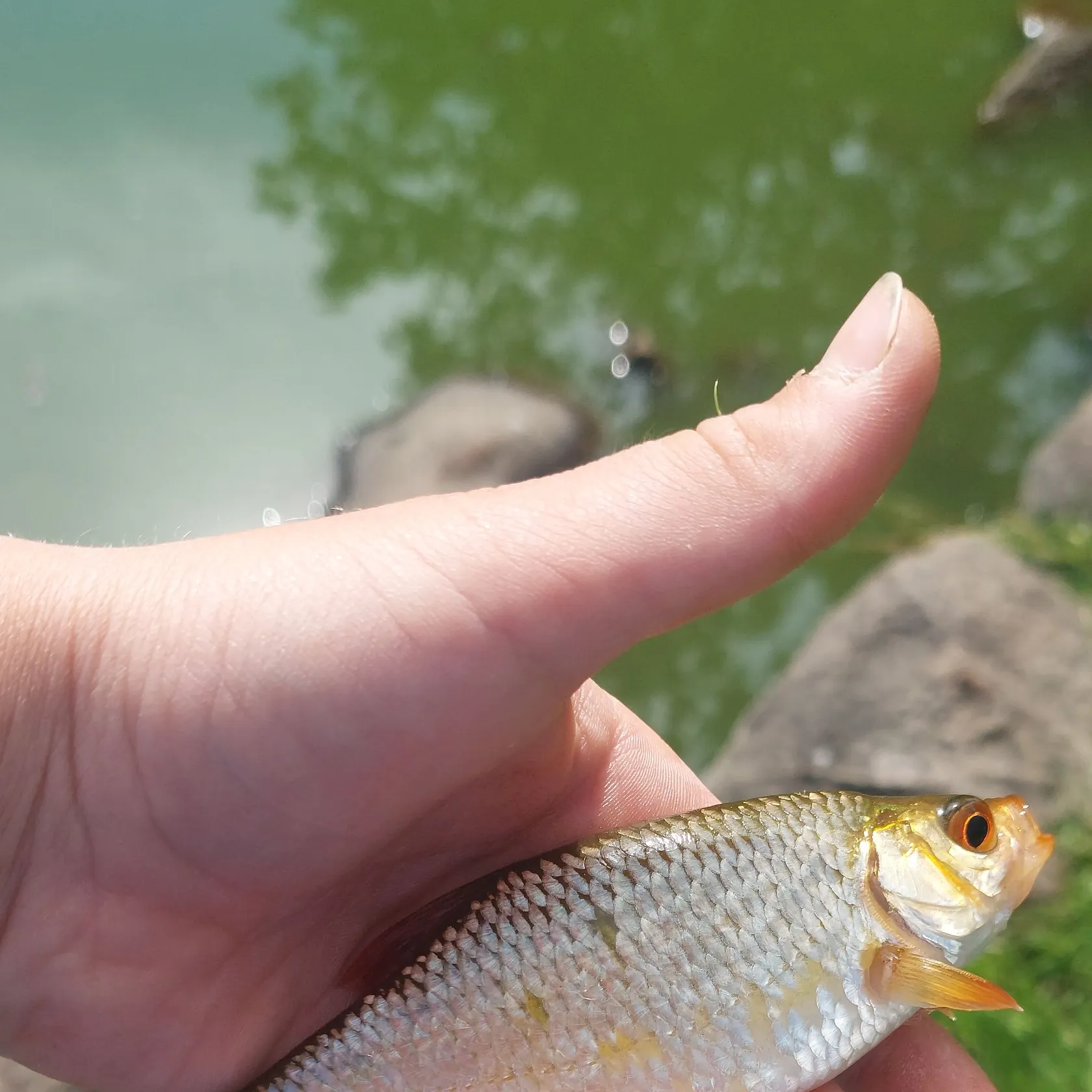 Common rudd caught on Fishbrain