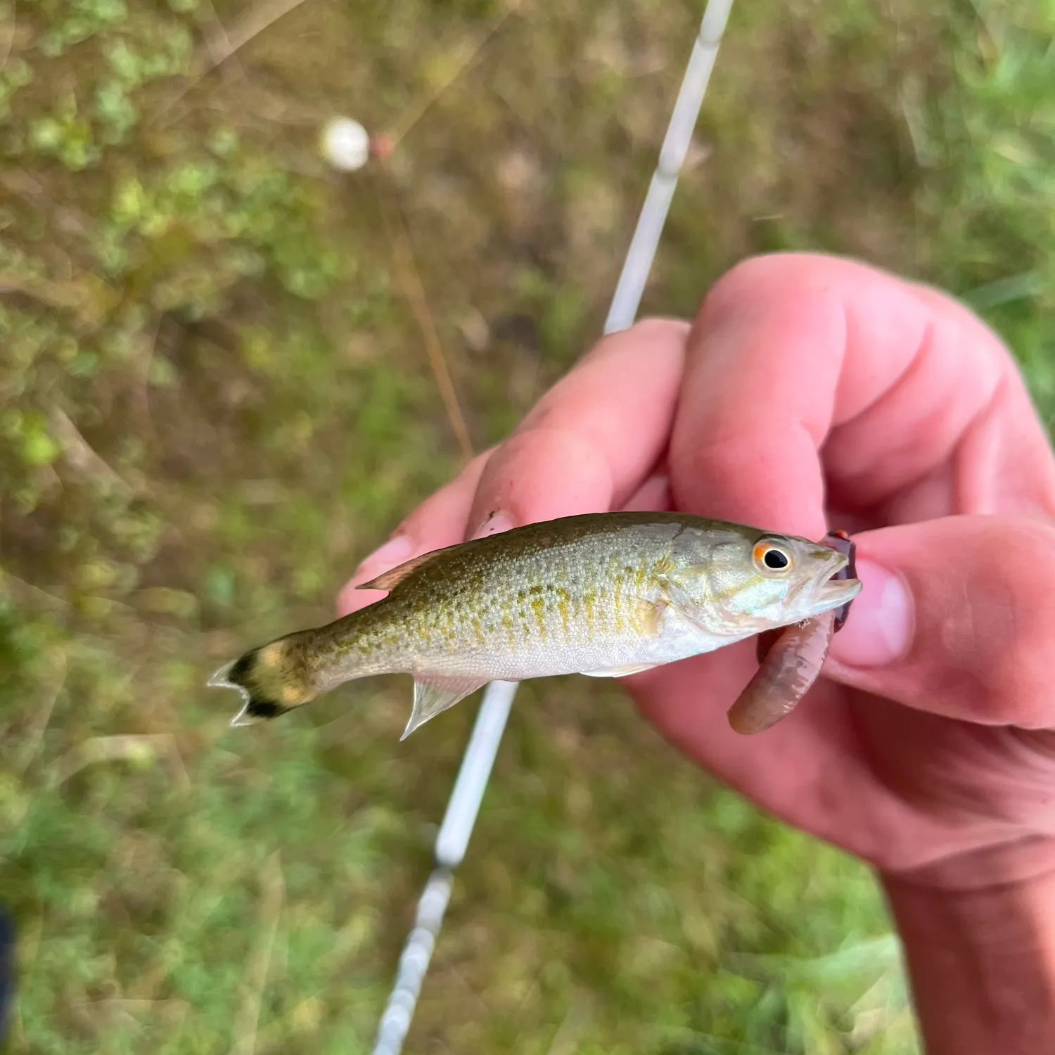 Smallmouth bass caught on Fishbrain