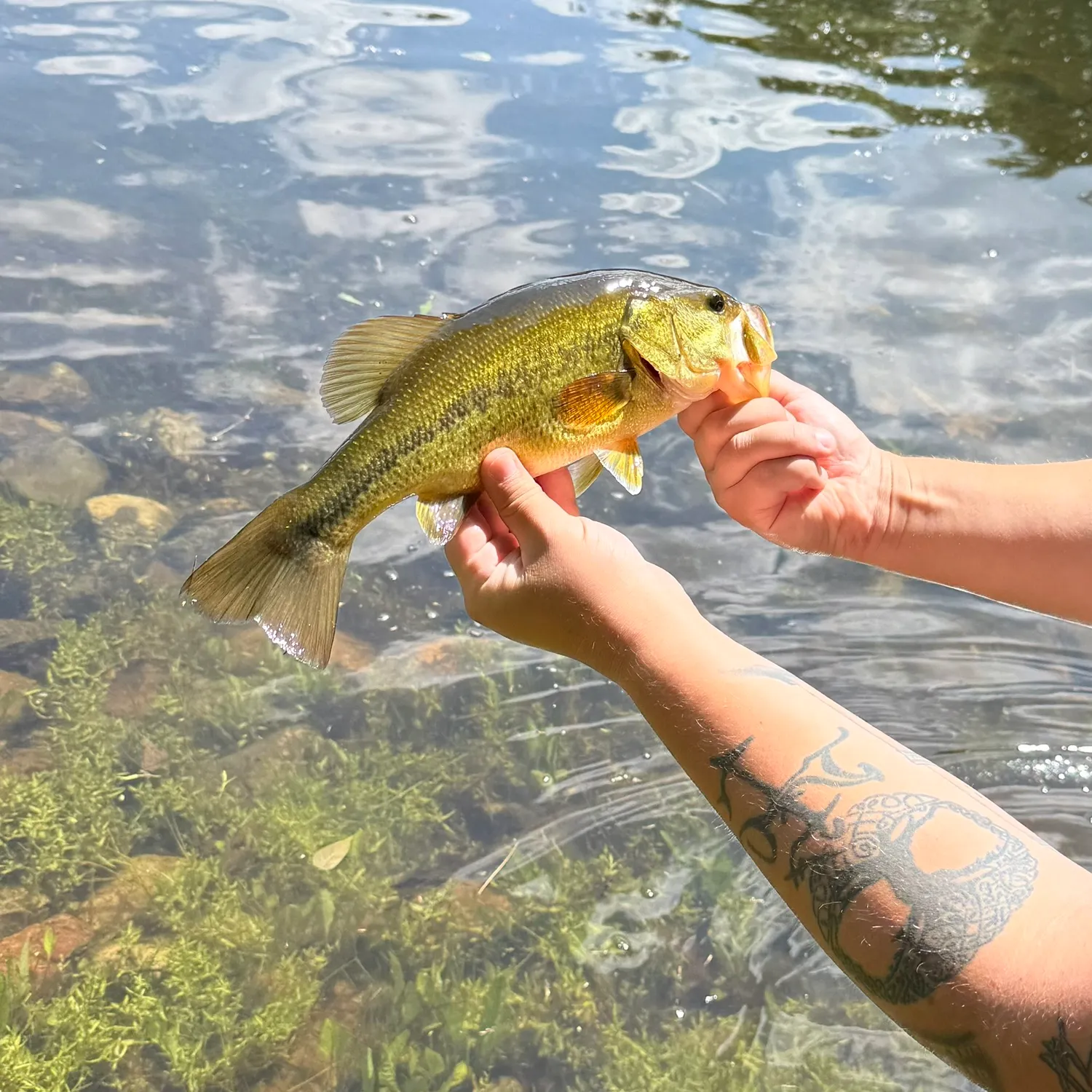 Largemouth bass caught on Fishbrain