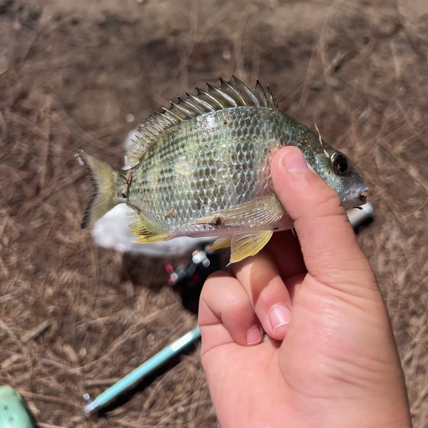 Surf bream caught on Fishbrain