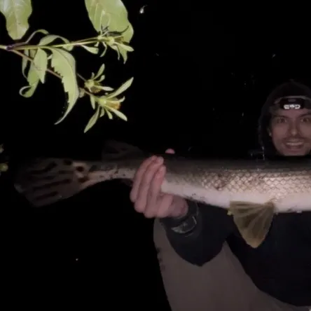 Longnose gar caught on Fishbrain