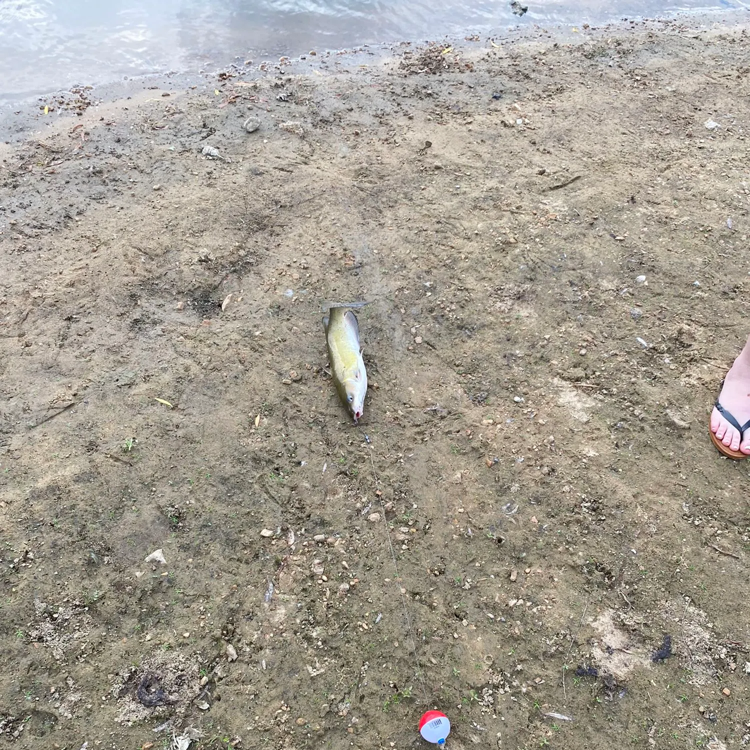 Fish caught on Fishbrain