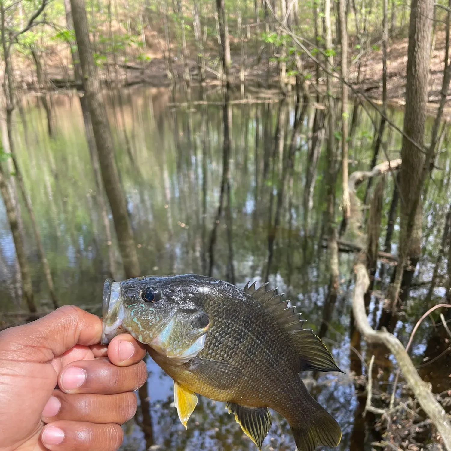 angler catch